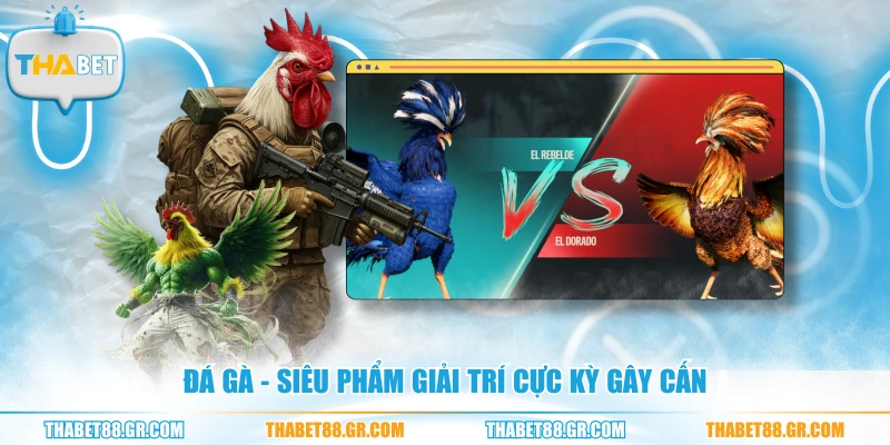 Đá gà - Siêu phẩm giải trí cực kỳ gây cấn
